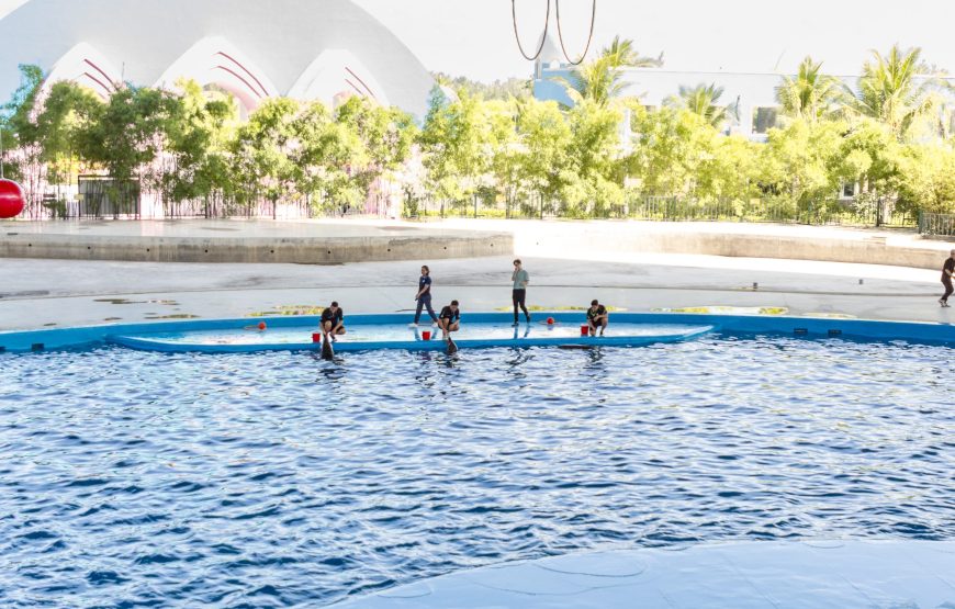 Vé show cá heo hải cẩu cho du khách