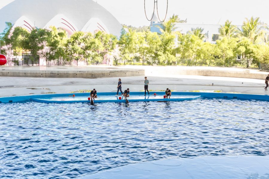 Vé show cá heo hải cẩu cho du khách