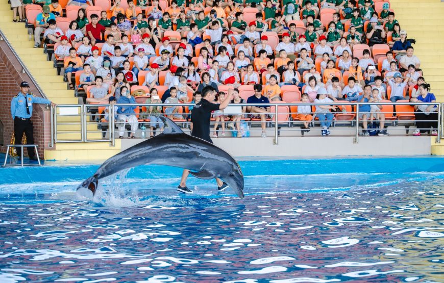 Vé show cá heo hải cẩu cho học sinh