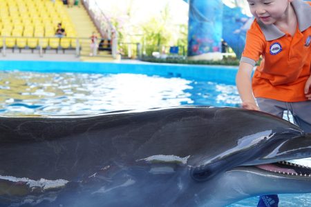 Vé show cá heo hải cẩu cho học sinh