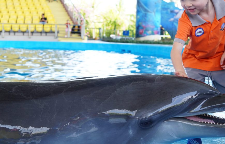 Vé show cá heo hải cẩu cho du khách