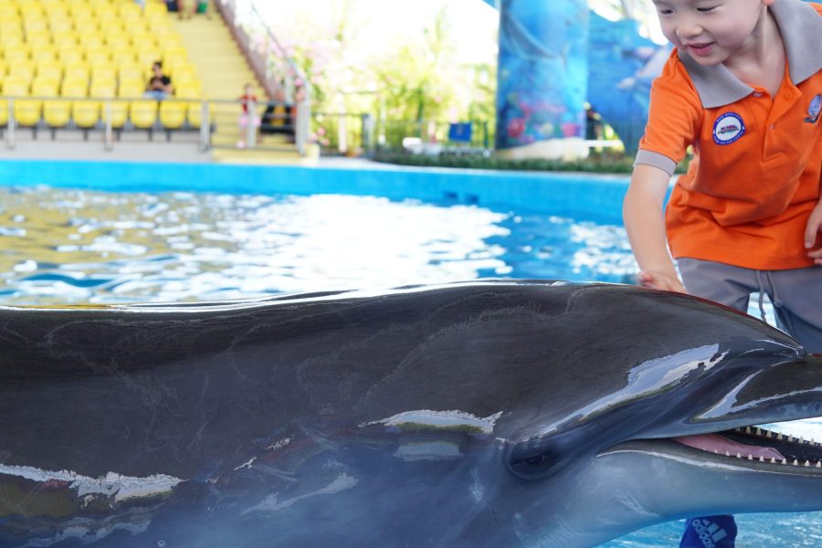 Vé show cá heo hải cẩu cho học sinh