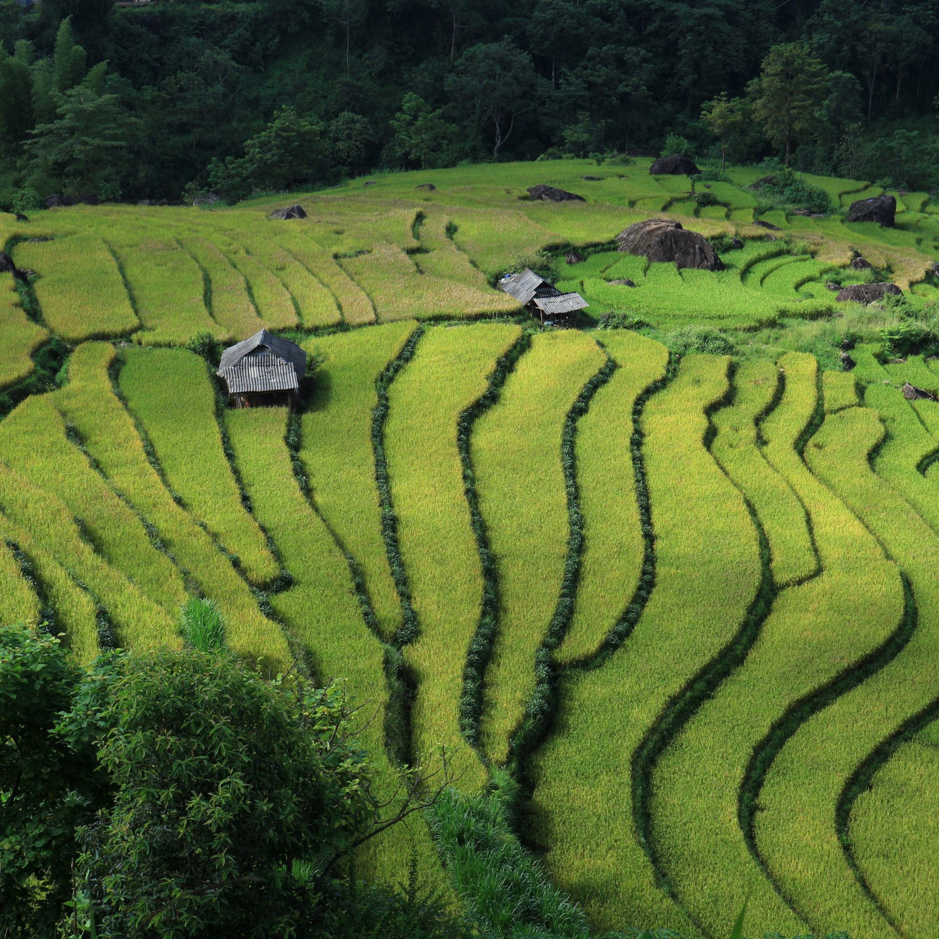 Sapa